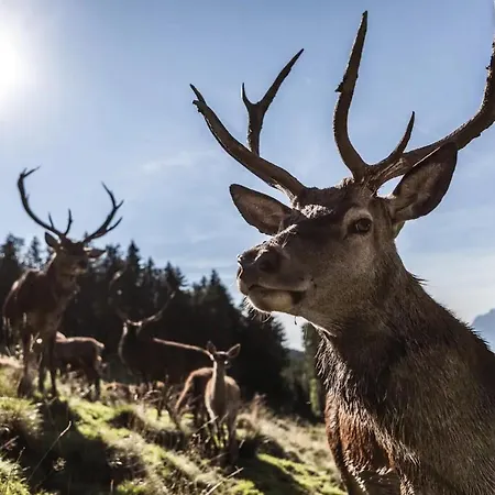 Hideaway Séjour chez l'habitant Maria Alm